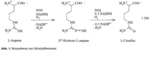 Darstellung Biosynthese Nitric Oxide