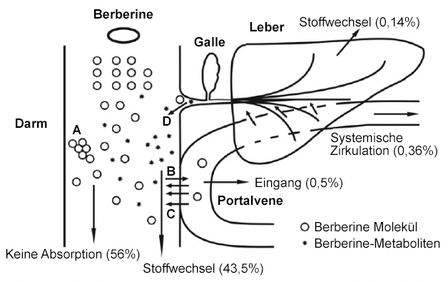 Berberin Metabolismus