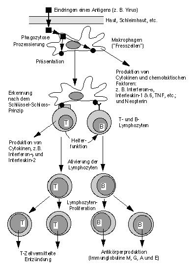 Vereinfachte Darstellung Immunabwehr
