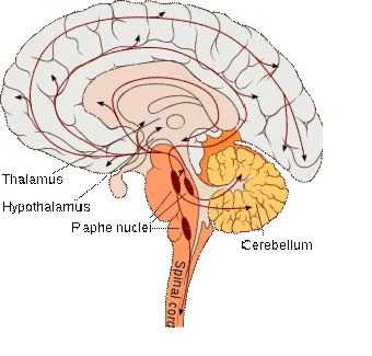 Darstellung Serotoninsystem im ZNS