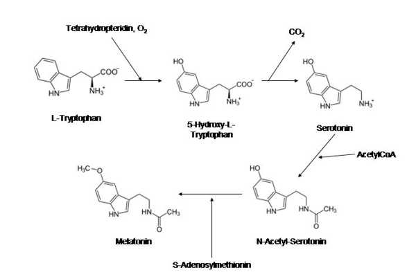 Darstellung Synthese von Melatonin