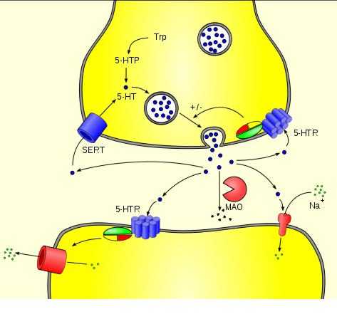 Darstellung Biosynthese und Abbau von Serotonin