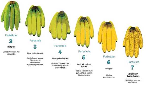 Darstellung Reifegrade von Bananen