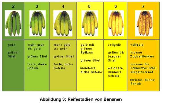 Reifegrade von Bananen