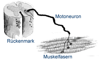 Darstellung motorische Einheit