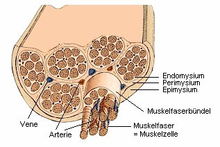 Darstellung des Muskels