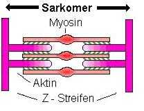 Sarkomer