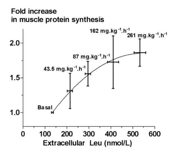 Leucin und Proteinsynthese