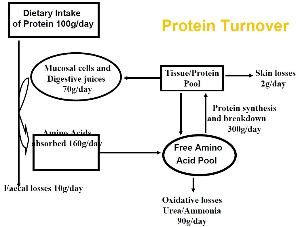 Darstellung Protein Turnover