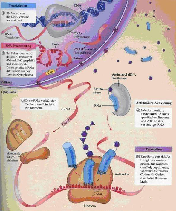 Darstellung der Proteinsynthese