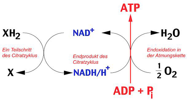 Atmungskette ATP-Bildung