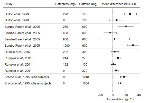 Fettoxidation Koffein Catechine