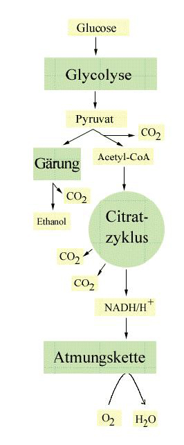 Rolle Citratzyklus zur Energiebereitstellung