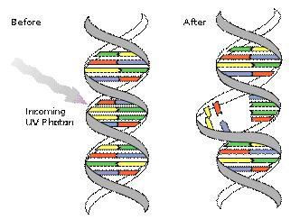 Schädigung DNA durch UV Strahlen