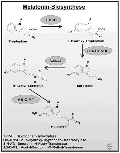 Biosynthese von Melatonin