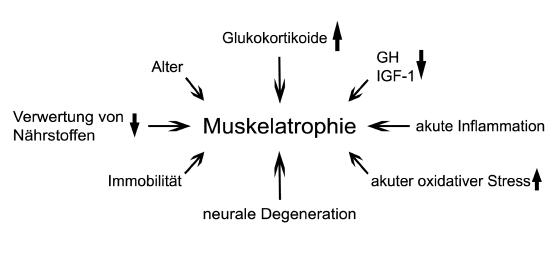 Muskelathrophie