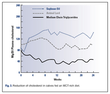 MCT und Cholesterin