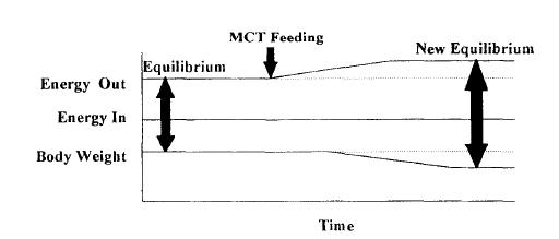 MCT und Thermogenese