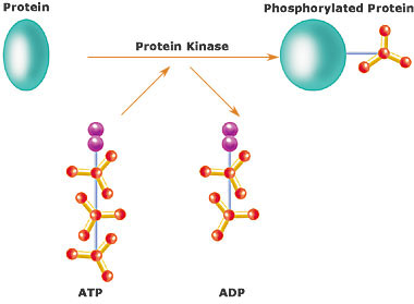 Darstellung_Proteinkinase