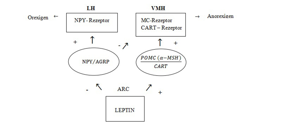 Leptin Signalgebung Sättigung