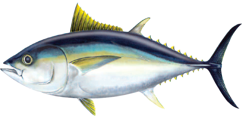 Gelbflossenthunfisch